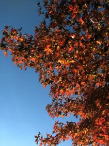 Frans 03 - Amberbomen